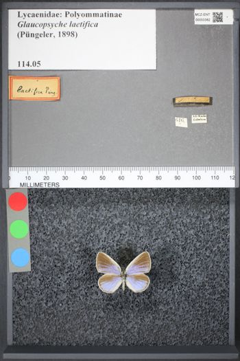 Media type: image;   Entomology 53382